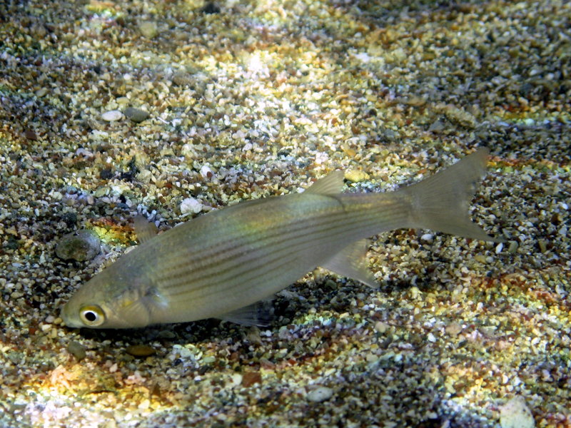 Quiz on Mugilidae around Cyprus